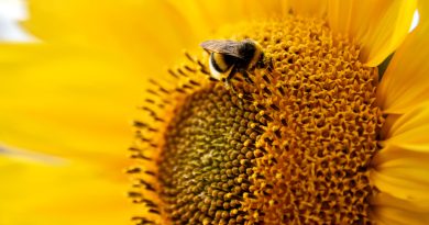 Beneficios polen de abeja
