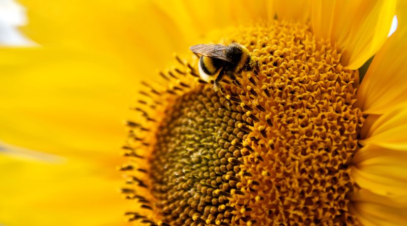 Beneficios polen de abeja
