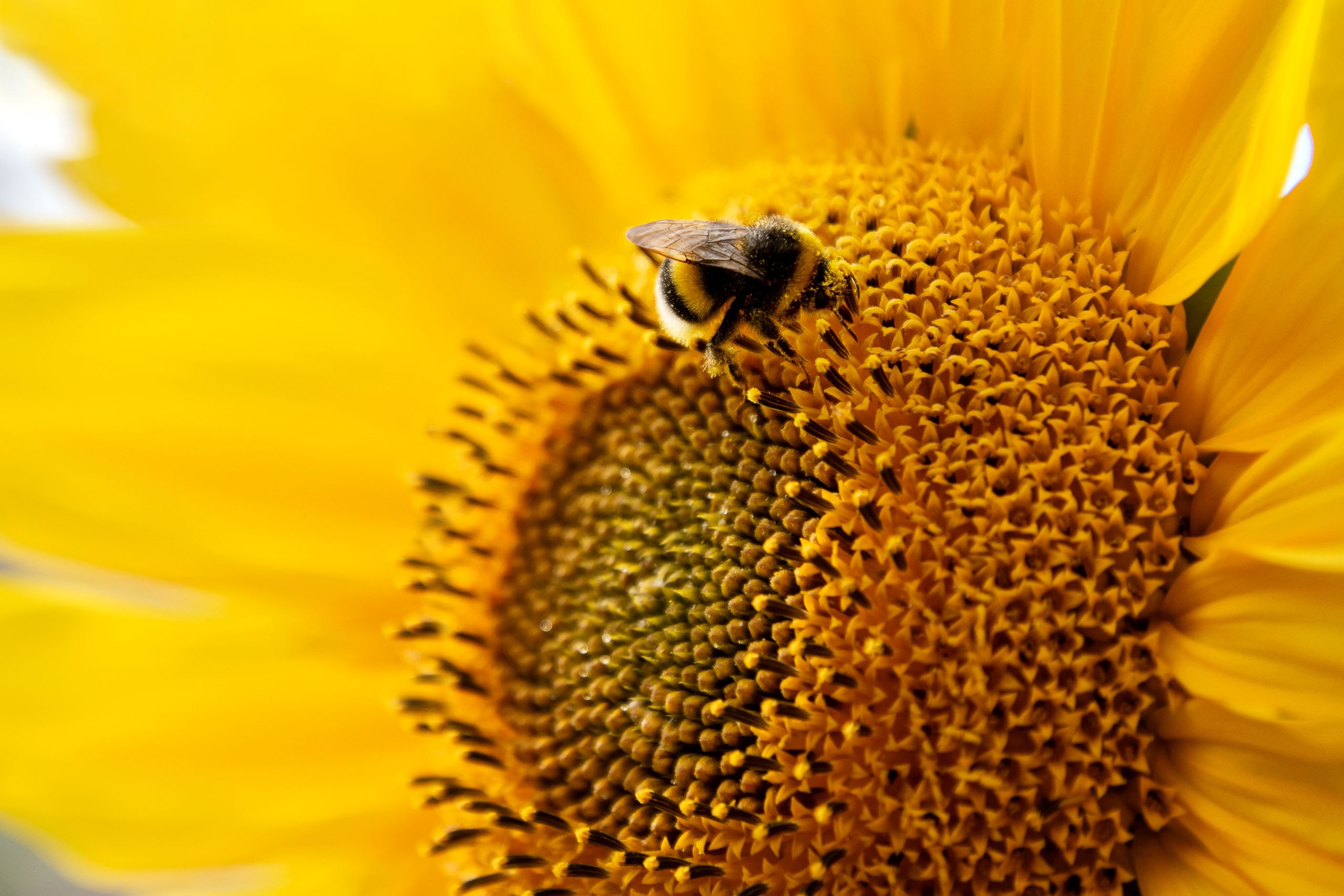 El polen de abeja, ¿beneficioso? - IEFS